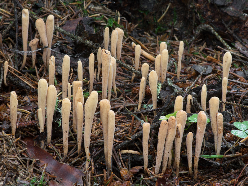 Clavariadelphus ligula